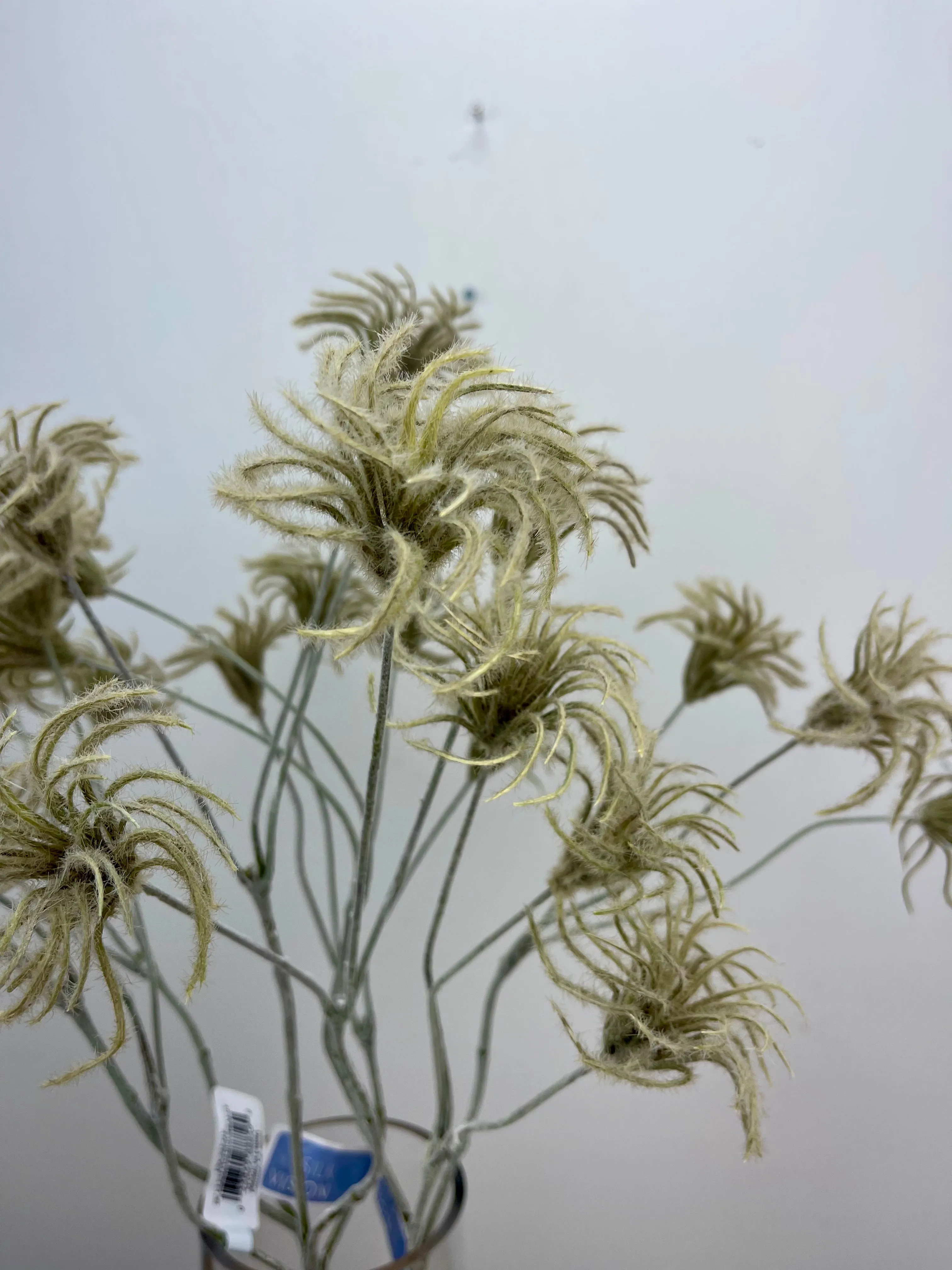 Clematis Bud Spray