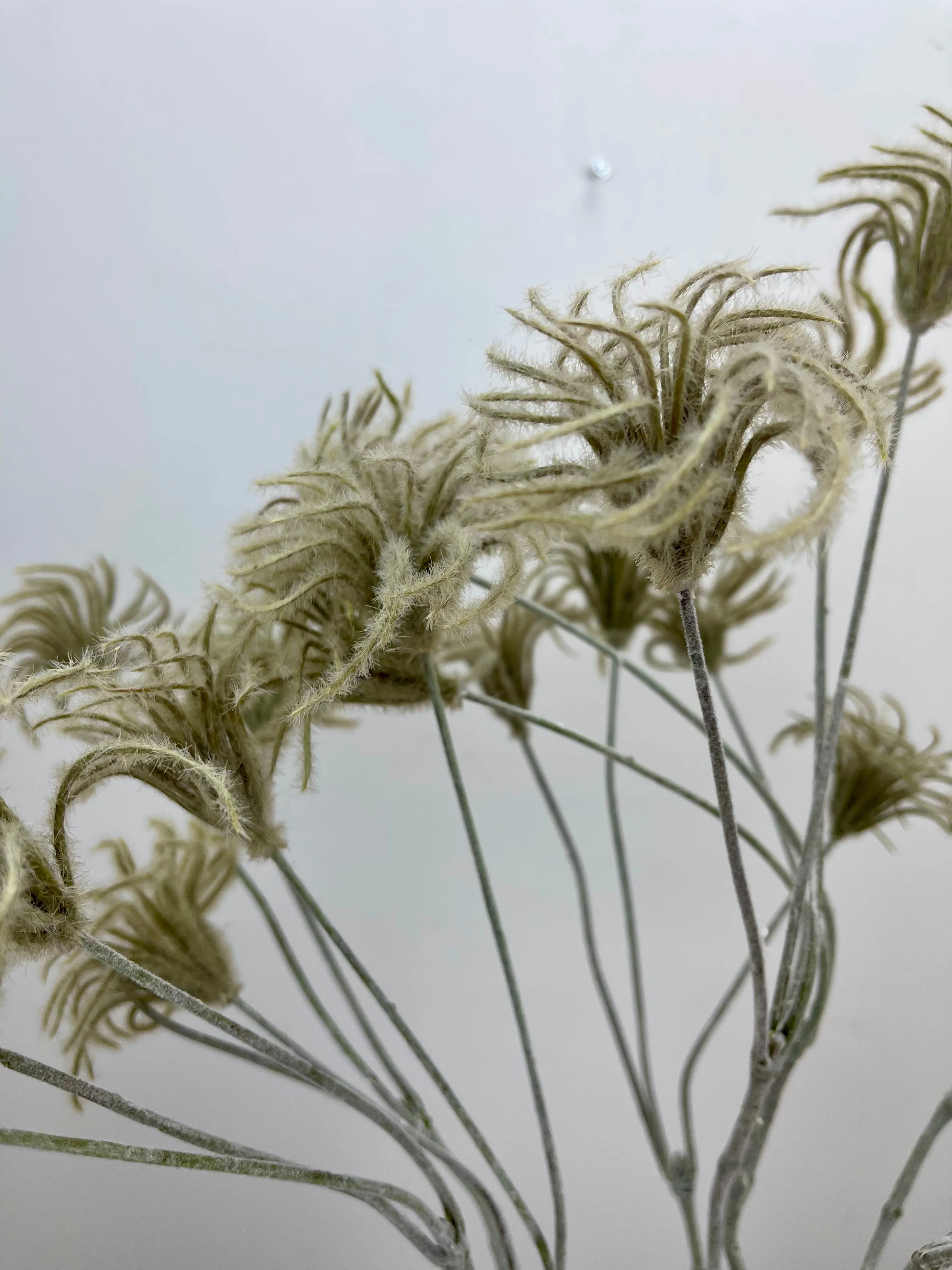 Clematis Bud Spray