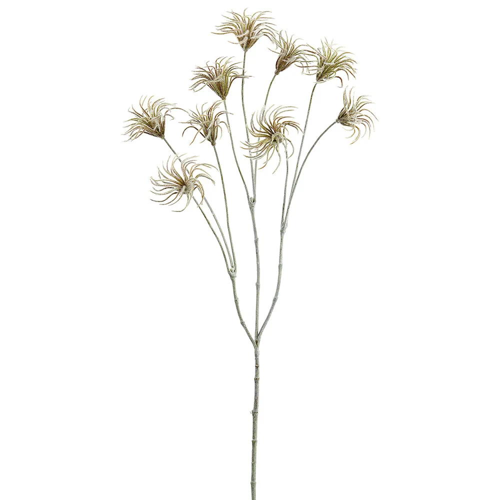 Clematis Bud Spray