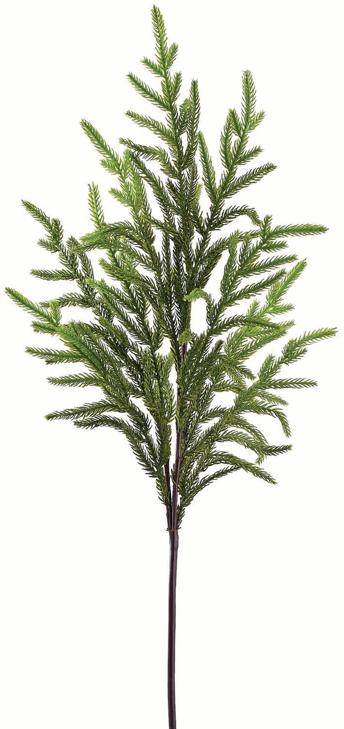 Green Fir Norfolk Pine Spray