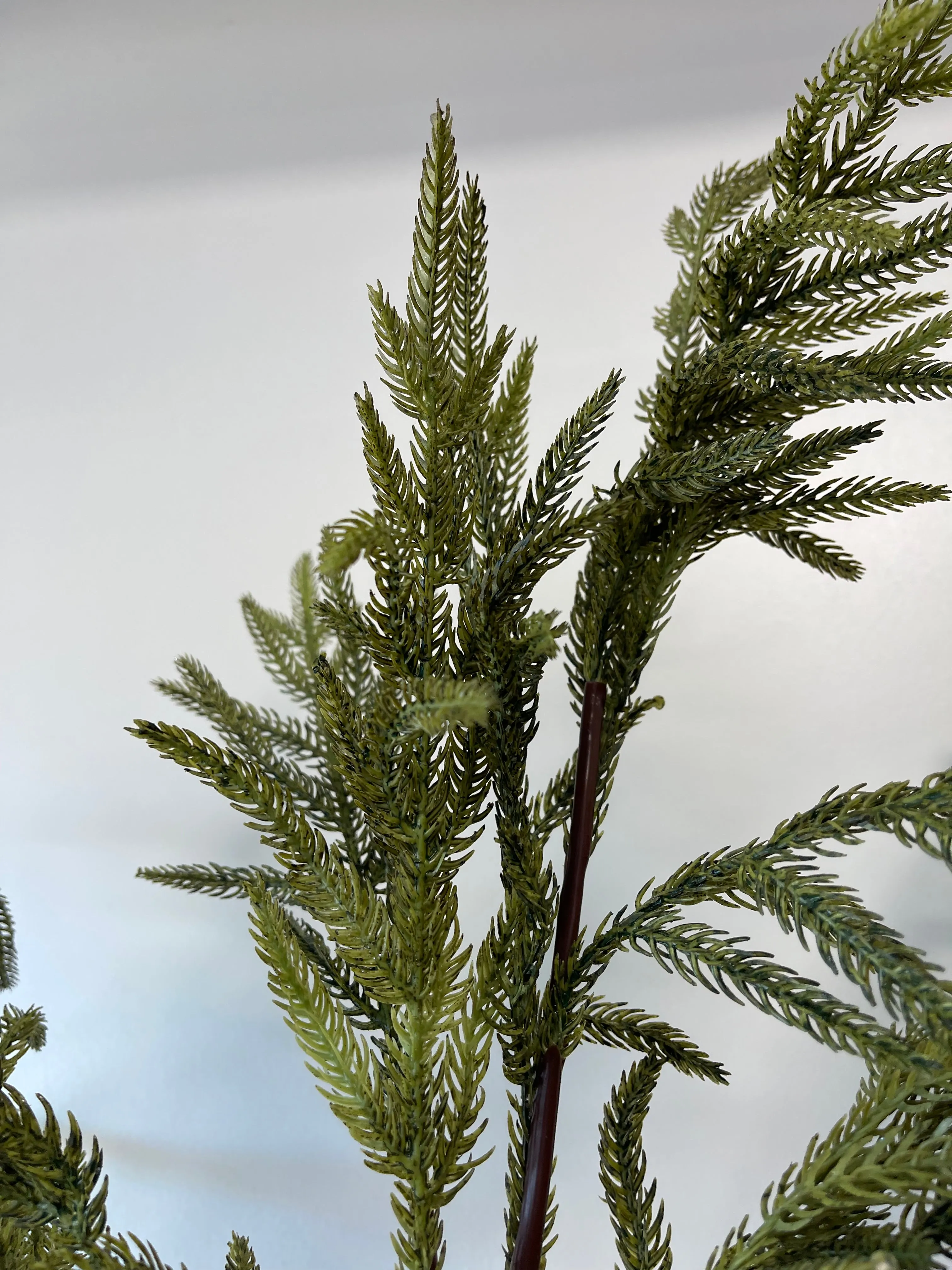 Green Fir Norfolk Pine Spray