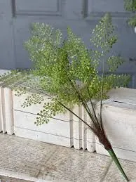 Maidenhair Fern Plant
