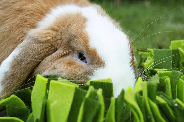 Snuffle Forage Mat for Small Animals