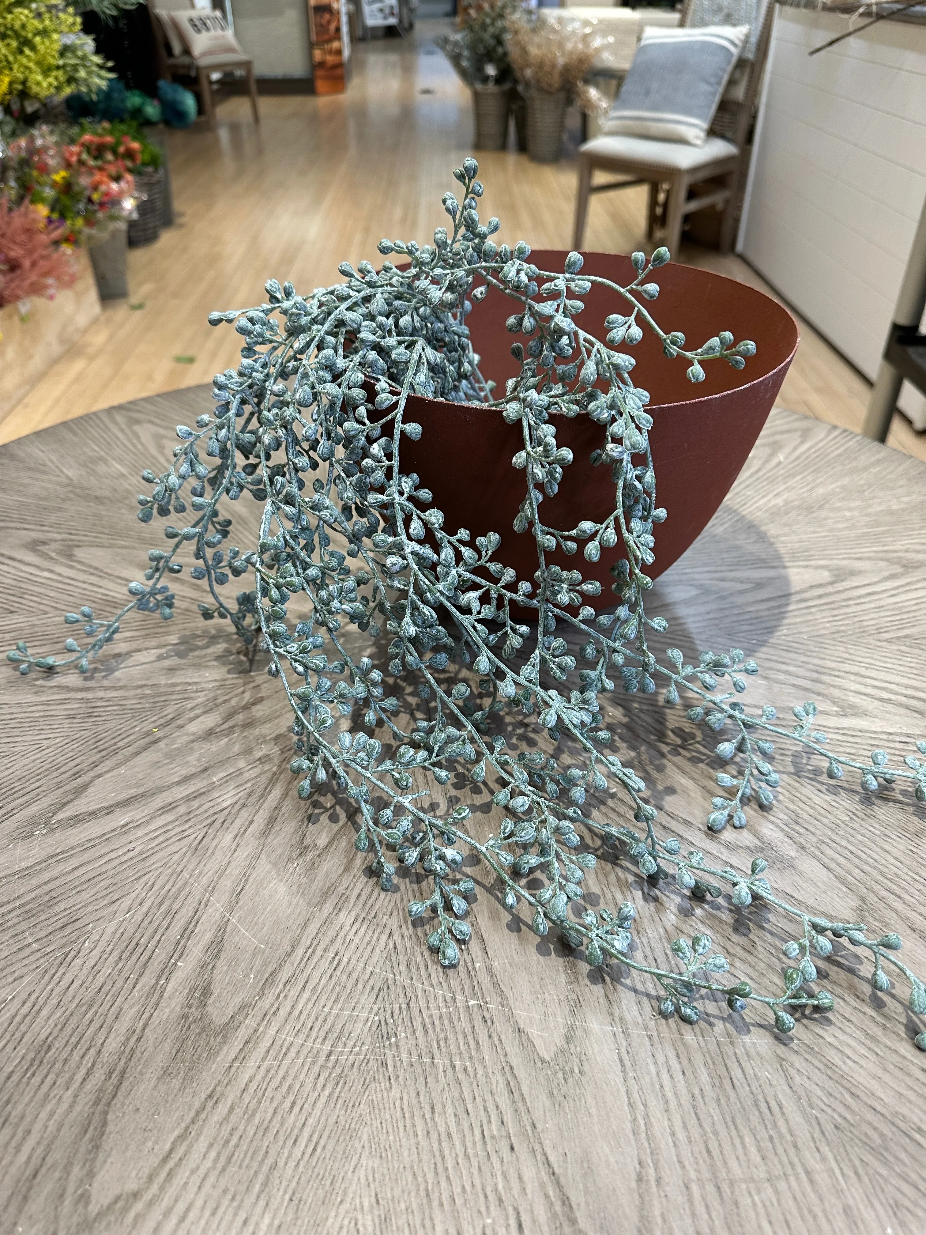 Weathered String Of Pearls Plant