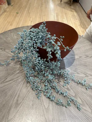 Weathered String Of Pearls Plant